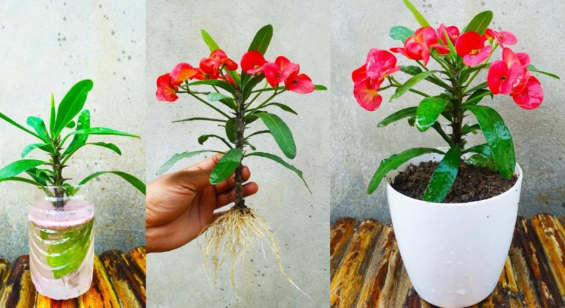 Mérgező lehet a kedvenc dísznövényed, mégis rengetegen tartják otthon