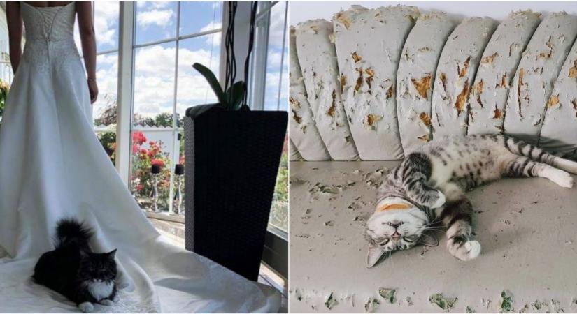 Sírva röhögős fotó: ez a macska azt hiszi, ő a főnök otthon