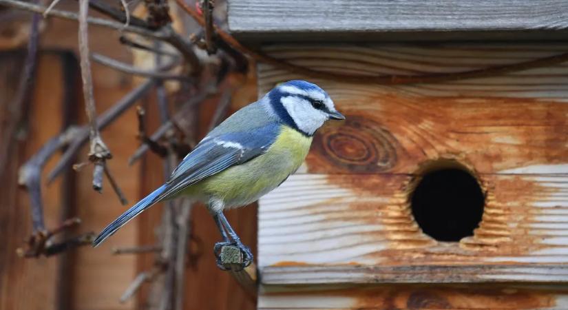 Kék cinegék rákaptak a csikkgyűjtésre, mert rájöttek, hogy segít rajtuk