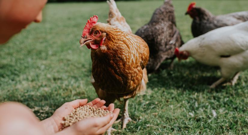 Rejtett hibára derült fény: ezért súlyos árat fizethetnek a gazdák