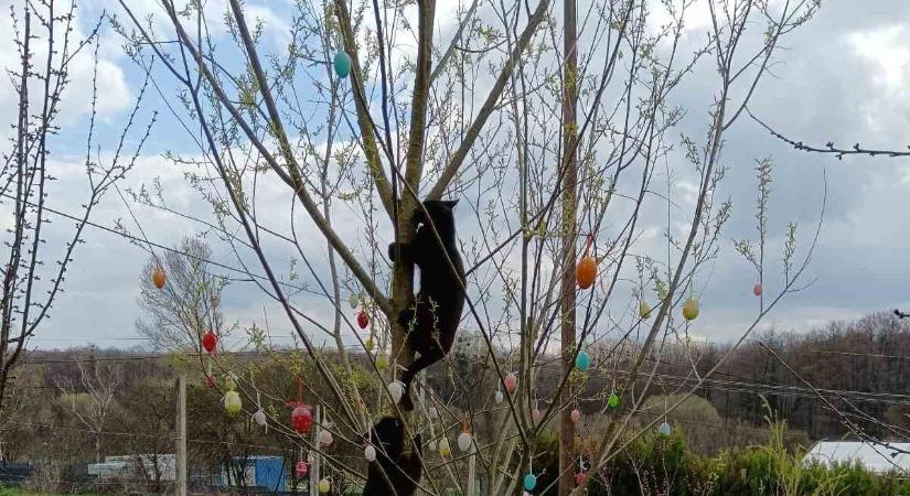 Hamarabb kezdődött a húsvéti tojásvadászat olvasónk kertjében (fotó)