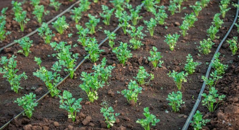 Csepegtető öntözés: hogyan működik és mikor éri meg?