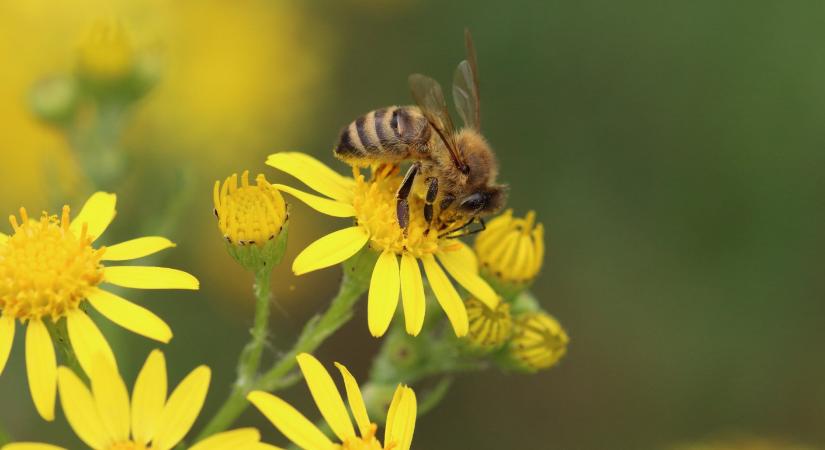 A Feng Shui szerint ezt jelenti, ha méhek jelennek meg a lakása közelében