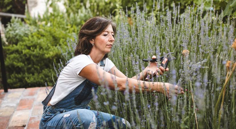 A természetes hangulatú kertek kedvence lesz ez az 51 gyönyörű növény