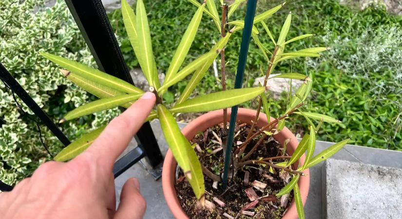 Teljesen elfagyott a leander? Így mentheted meg tavasszal