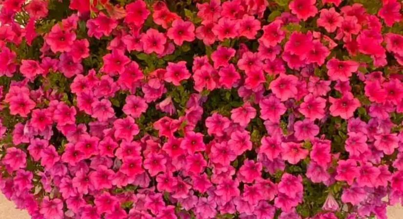 A szomszéd is meg fogja nézni a balkonod: ettől lesz igazán dús a petúniád