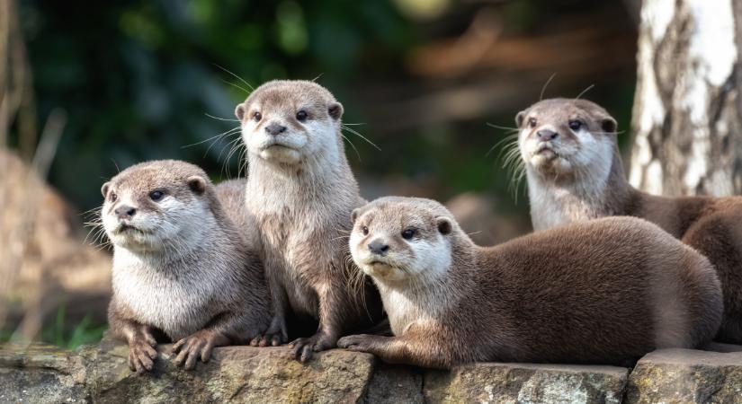 Szívszorító pillanatok a Balaton-felvidéken: mentett vidrák térhettek vissza a természetbe  Videó