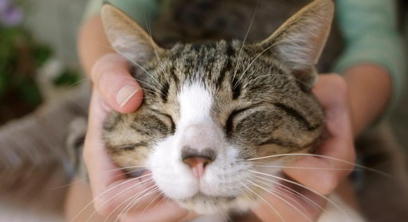 A cicamasszázsnak számos élettani előnye van: így masszírozhatod meg kedvencedet