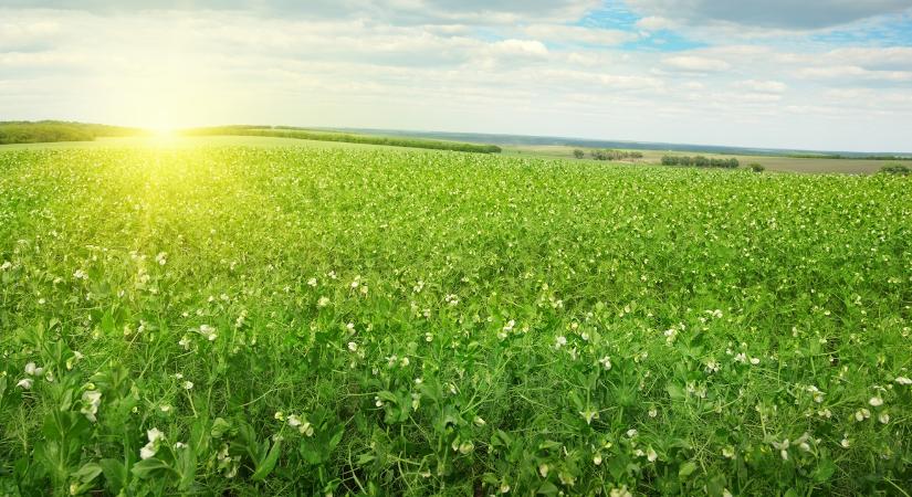 Megugrott a takarmányborsó termelése – Így marad idén is?