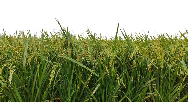 Évelő rizs: közel a nagy áttörés