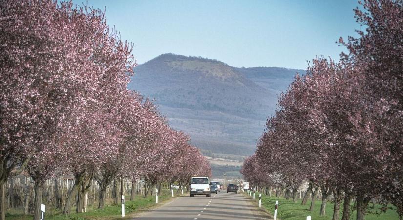 Lenyűgöző látvány fogadja most a Gyöngyöstarjánba érkezőket - fotókon a virágba borult vérszilvafasor  Videó