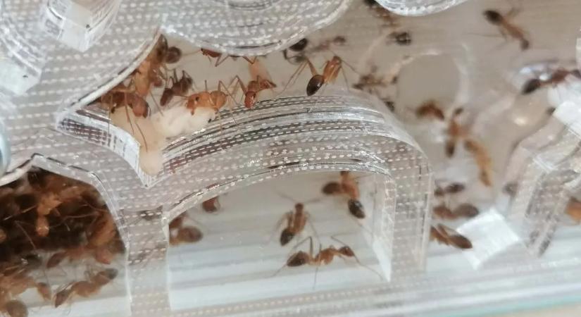 Félelmetes ízeltlábúak lepték ez az ovisokat Mezőhegyesen