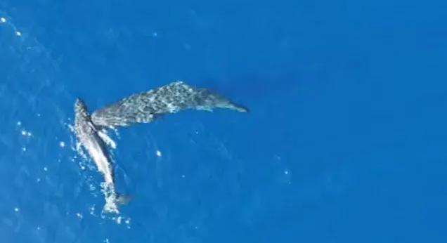 Az ámbráscetek úgy megfejelik egymást, mint Moby Dick a bálnavadászhajót