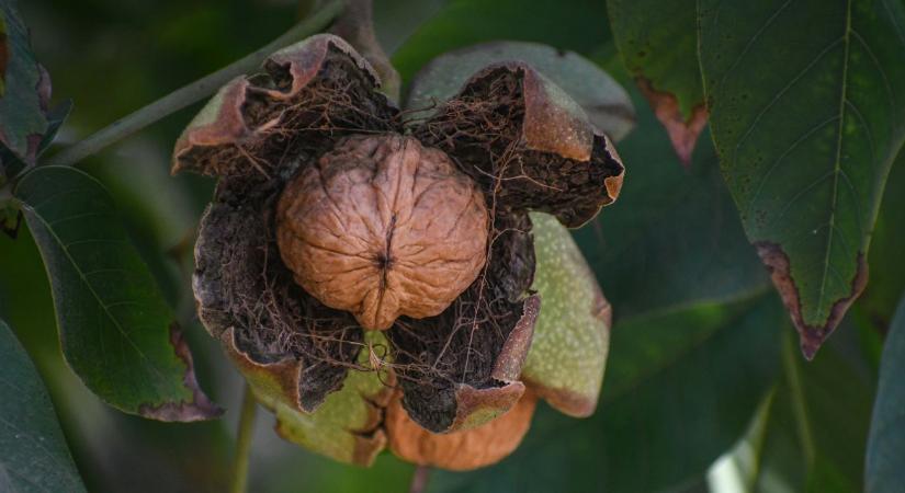 Megmenthető még a dió? Ha nem lépünk, eltűnhet a közkedvelt alapanyag
