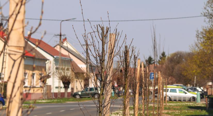 Lendületben a fanyüvő