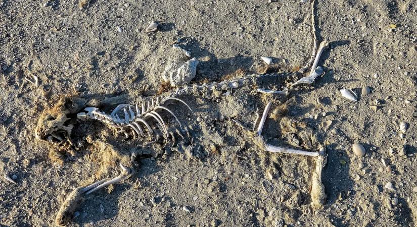 Macskatetemek hevertek mindenhol egy budaörsi utcán