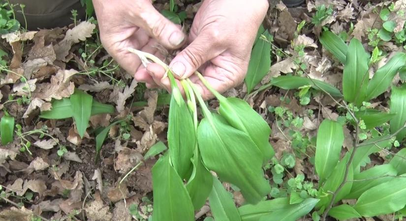 Az erdő ajándékai – fontos betartani a gyűjtési szabályokat