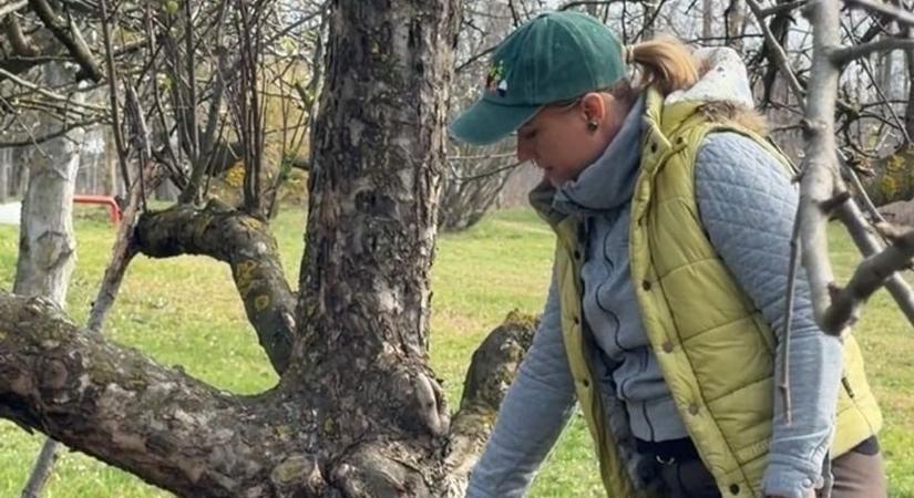 Gyümölcsfametszés tavasszal – ezt a 3 eszközt ajánlják a szakértők