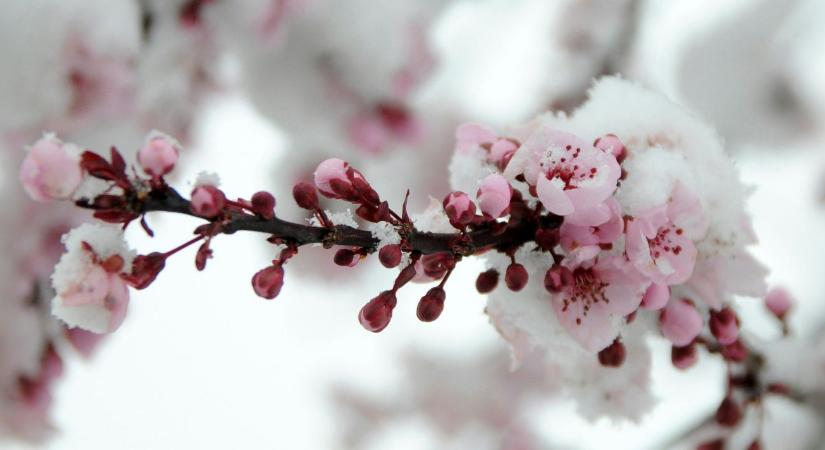 Visszatér a tél? Veszélyben a korai vetés és a gyümölcsfák