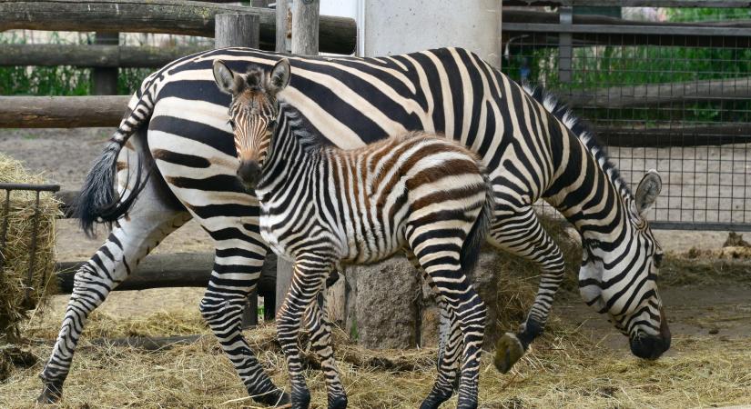 Zebratetemmel sokkolja a népszerű magyar állatkert a látogatókat