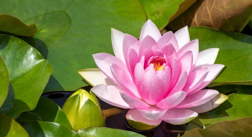 Hová menjünk a tavaszi szünetben? – Ezek a legizgalmasabb vizes tanösvények itthon