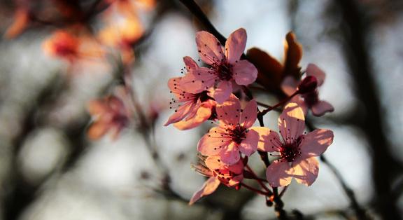 A hónap gyönyörű fája és gyümölcse