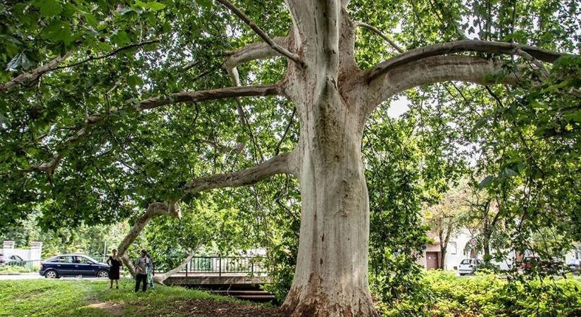 Hihetetlen átalakulás az utcákon: új platánfák borítják a várost (videó)