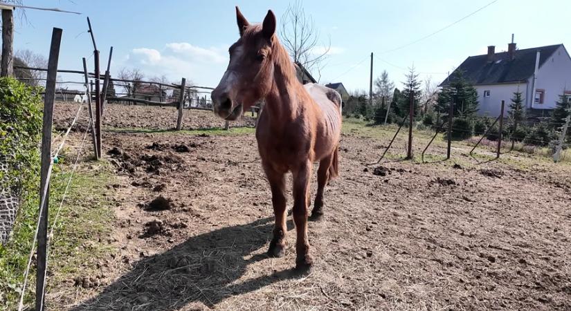 A lovak segítő ereje az autista gyermekek világában