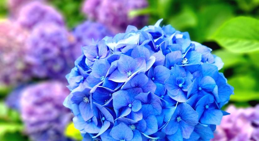 Fény derül a titokra: a hortenzia ültetése tényleg megváltoztathatja a virág színét?