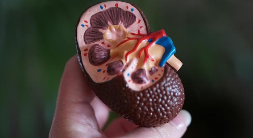 Őrizzük meg veséink egészségét!