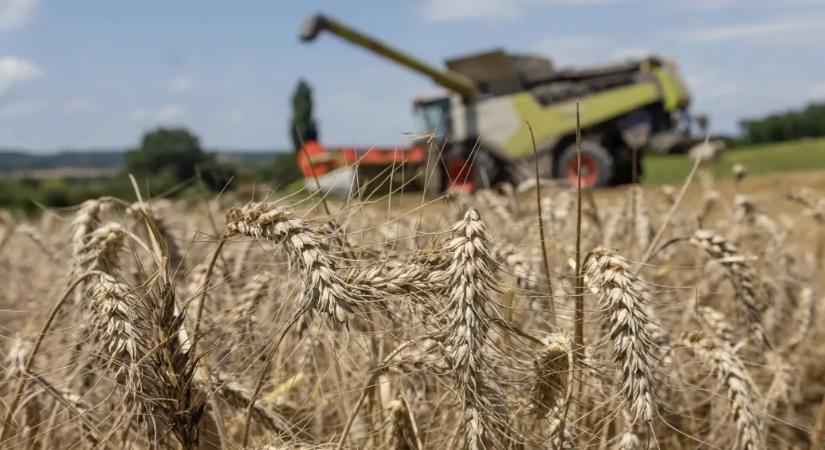 A kenyér gyártásánál nagyobb költség most az adó, mint a liszt