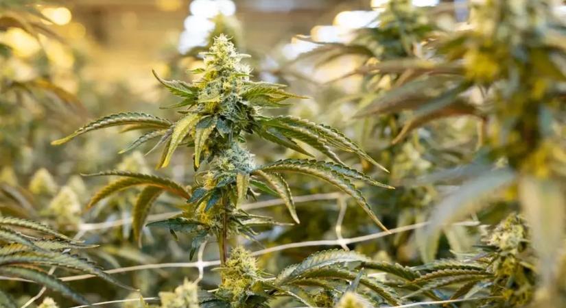 A kannabisz hatása sokkal súlyosabb, mint hitték
