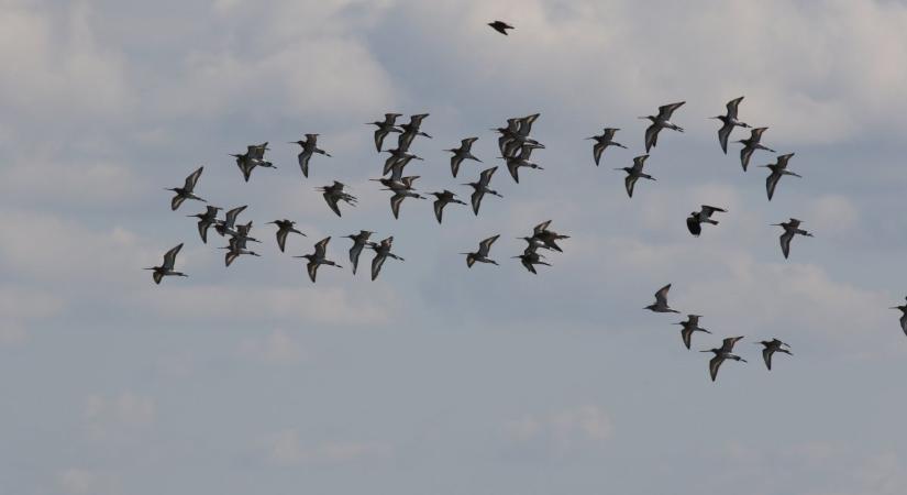Tavaszi madárvonulás a Dévaványai-Ecsegi pusztákon