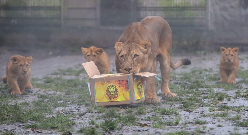 Őrjöngött Magyar Péter Gajdos mondatai miatt (videóval)