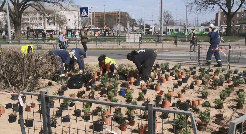 Virágba borultak a Petőfi téri toronyház melletti ágyások