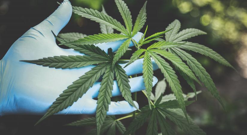 Mindent beismert a szorgos „kertész”