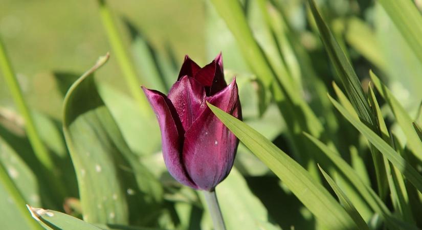 A tulipán csak levelet hoz, virágot nem? Sokan ezt a hibát követik el