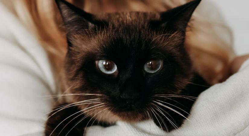 Meglepő felfedezés a macskák daganatairól – Nagy előrelépést hozhat a rákgyógyításban