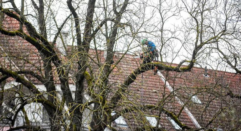 Metszés miatt lezárják a parkolót