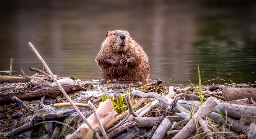 Megdőlt a nagy tévhit: elképesztő csodafegyvert találtak a tudósok
