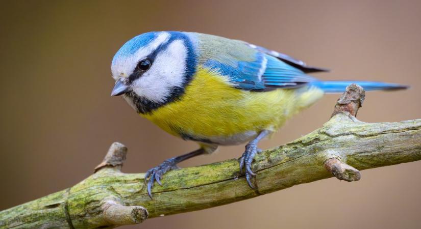 Egyes városi madarak elkezdték gyűjteni a cigarettacsikkeket