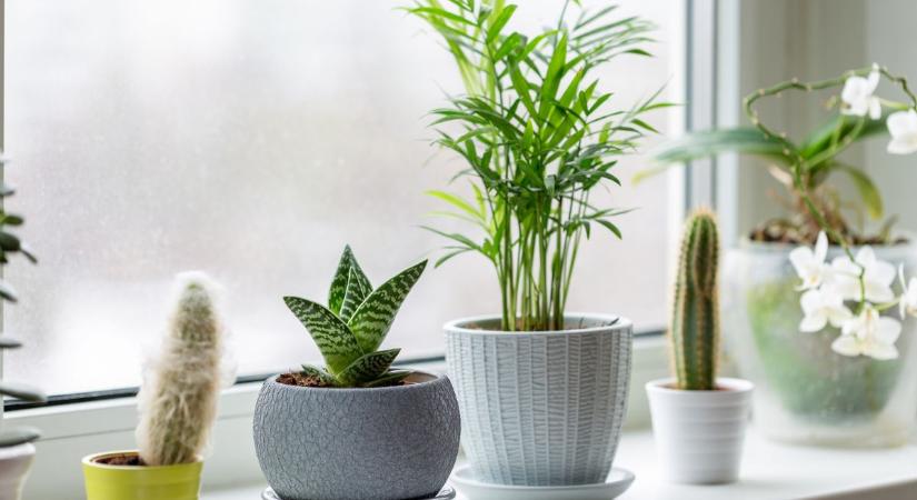 Hiába locsolod, nem nő a szobanövényed? Lehet, hogy az ablak a hibás