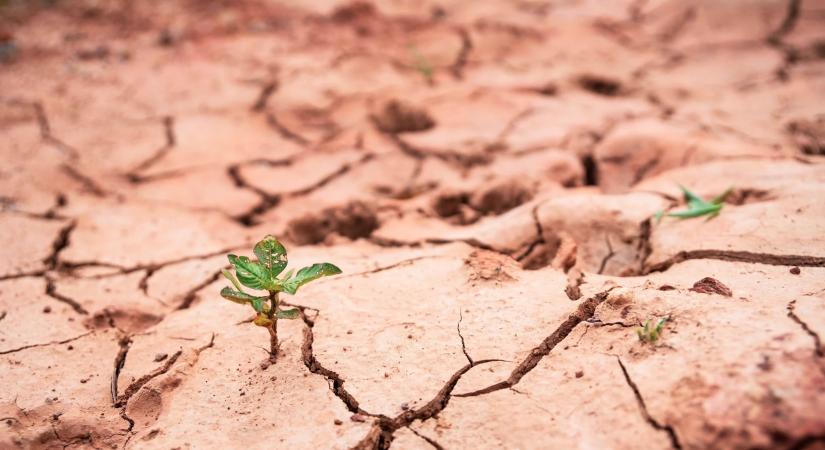 Már most aszály van – tavaly is a száraz időjárás okozta a legtöbb kárt