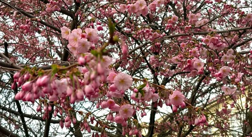 Munkácson elsőként kezdtek virágozni a szakurák Ukrajnában