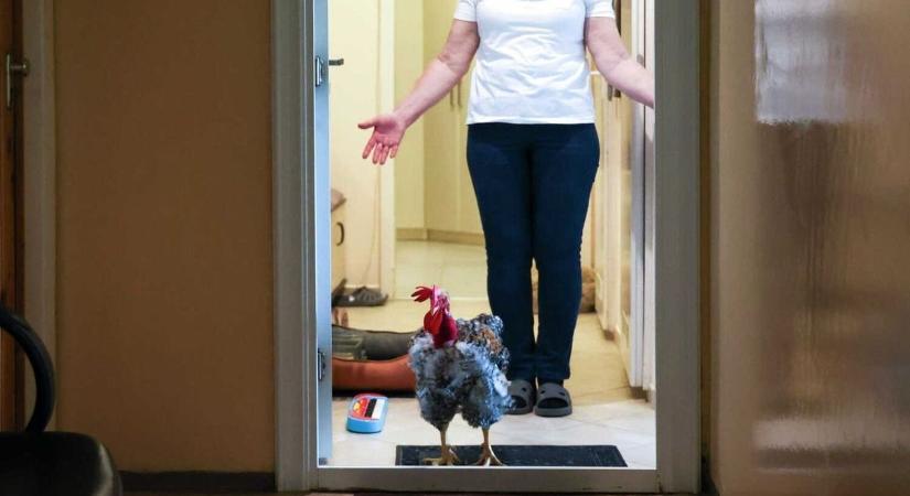 Nem hiszed el, mire képes ez a szegedi kakas – puszit ad és „beszél”