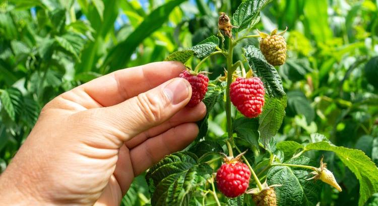 Akár málnát is pakolhat a robotkéz