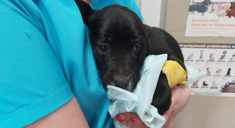 Egy dobozban hagyták az út szélén a pár hetes kiskutyát Táplánszentkereszt közelében