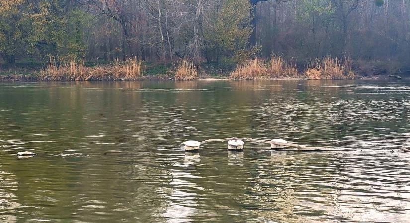 Ismét láthatóvá vált az ásványrárói dunai vasbeton uszály