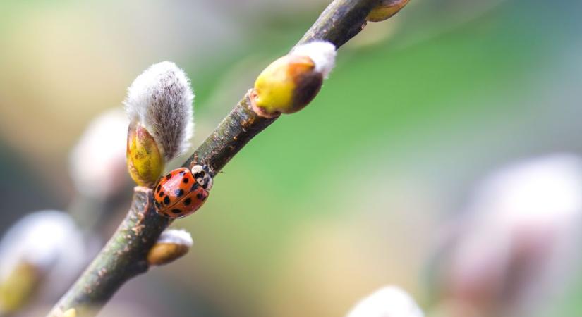 Kellemesből borongós – holnap estére megérkezhet az eső