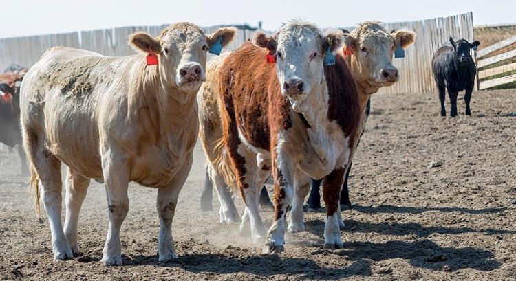 Mindenki kínlódik, de az egyik szektor kész aranybánya